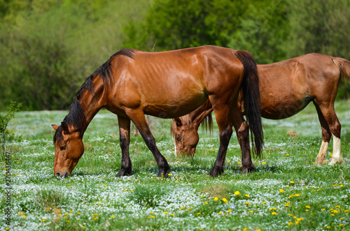 Two Brown horses stand on a green flower meadow amid the green forests and are looking in opposite directions and drowse