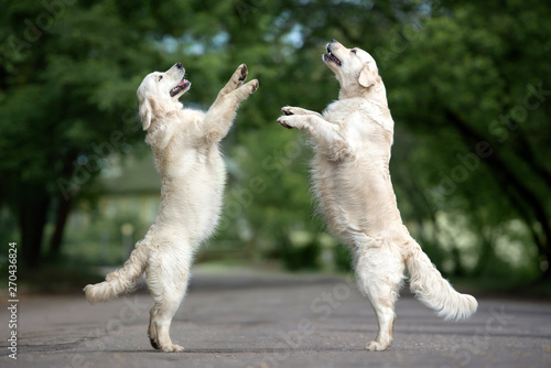 Photography two dogs dancing on the street in summer