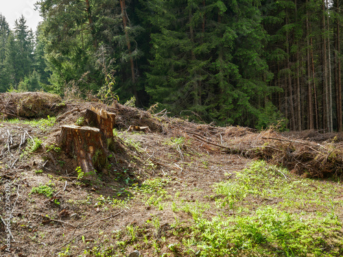 Pine wood stump on focus near pine forest, conceptual deforestation image 