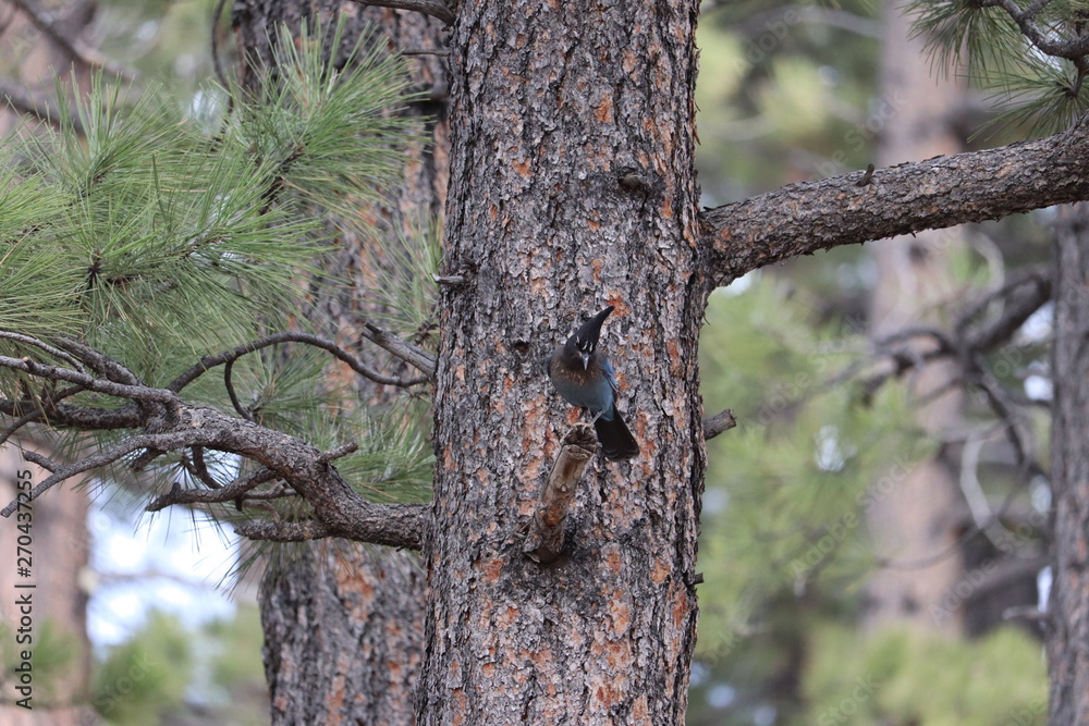 Geai de Steller, Steller's Jay, Cyanoctita stelleri , bryce canyon Geai de Steller, Steller's Jay, Cyanoctita stelleri , bryce canyon