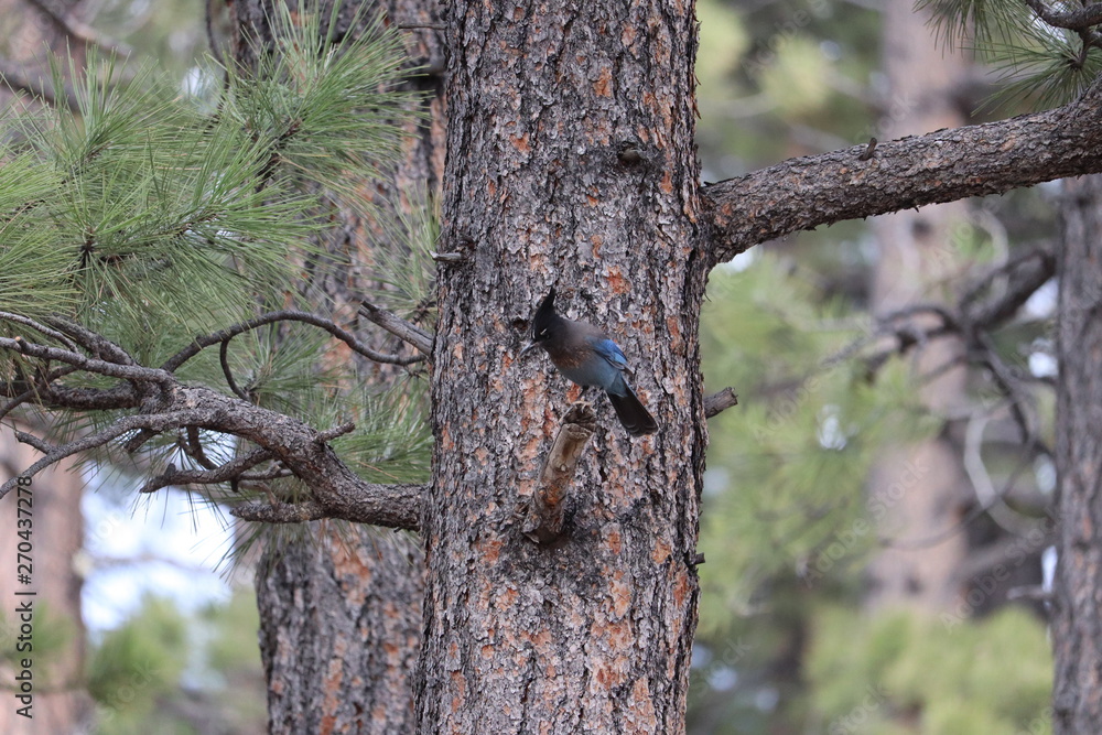 Geai de Steller, Steller's Jay, Cyanoctita stelleri , bryce canyon Geai de Steller, Steller's Jay, Cyanoctita stelleri , bryce canyon