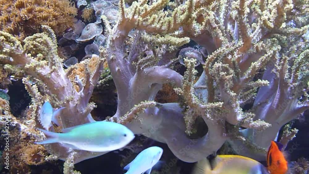 Tropical Fish Swimming In Reef Tropical Fish Swimming In Reef