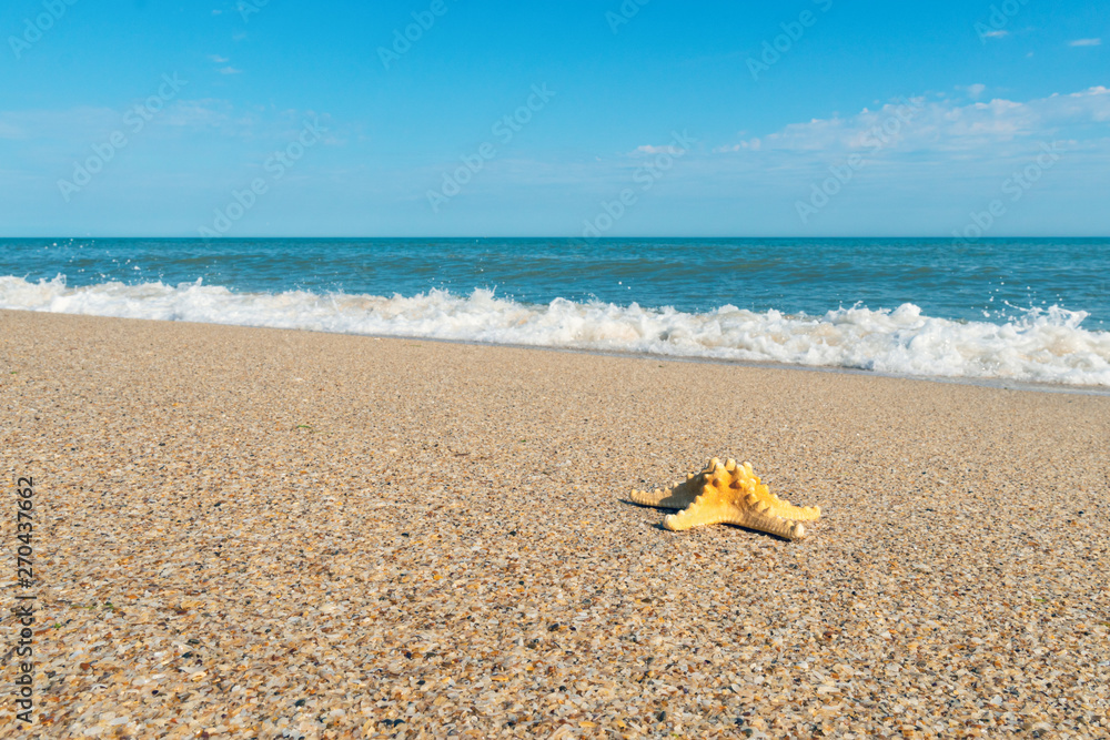 Starfish on the sea coast Starfish on the sea coast