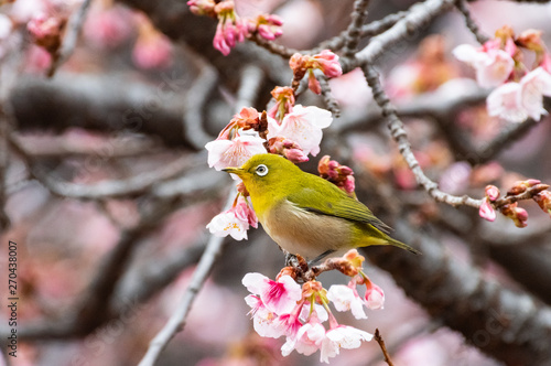 メジロと桜