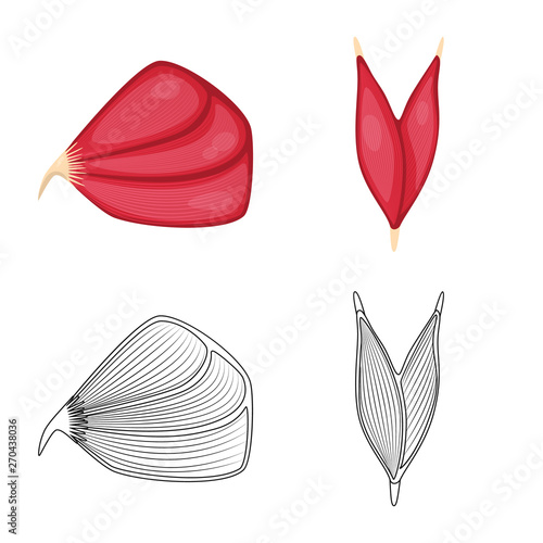 Isolated object of fiber and muscular icon. Set of fiber and body  vector icon for stock.