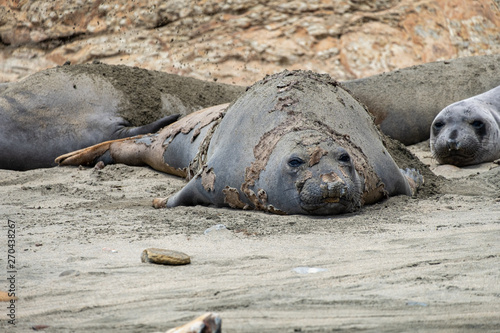 elephant seals at Point Reyes 