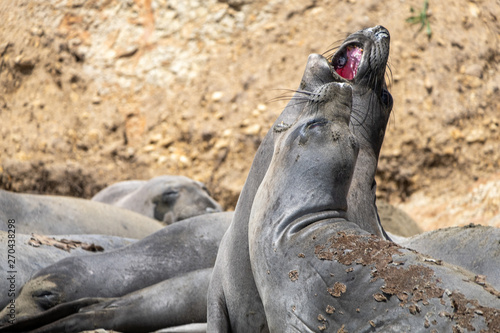 elephant seals at Point Reyes 