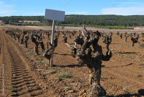 Field of vineyards is sold photo