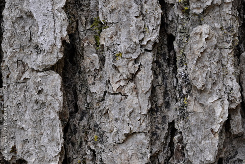 Fototapeta Naklejka Na Ścianę i Meble -  Bark of an Oak Tree