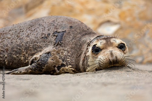 elephant seals at Point Reyes 