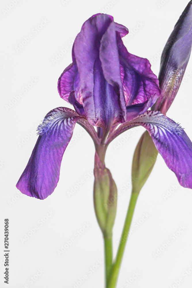 Naklejka premium purple iris flower on white background 