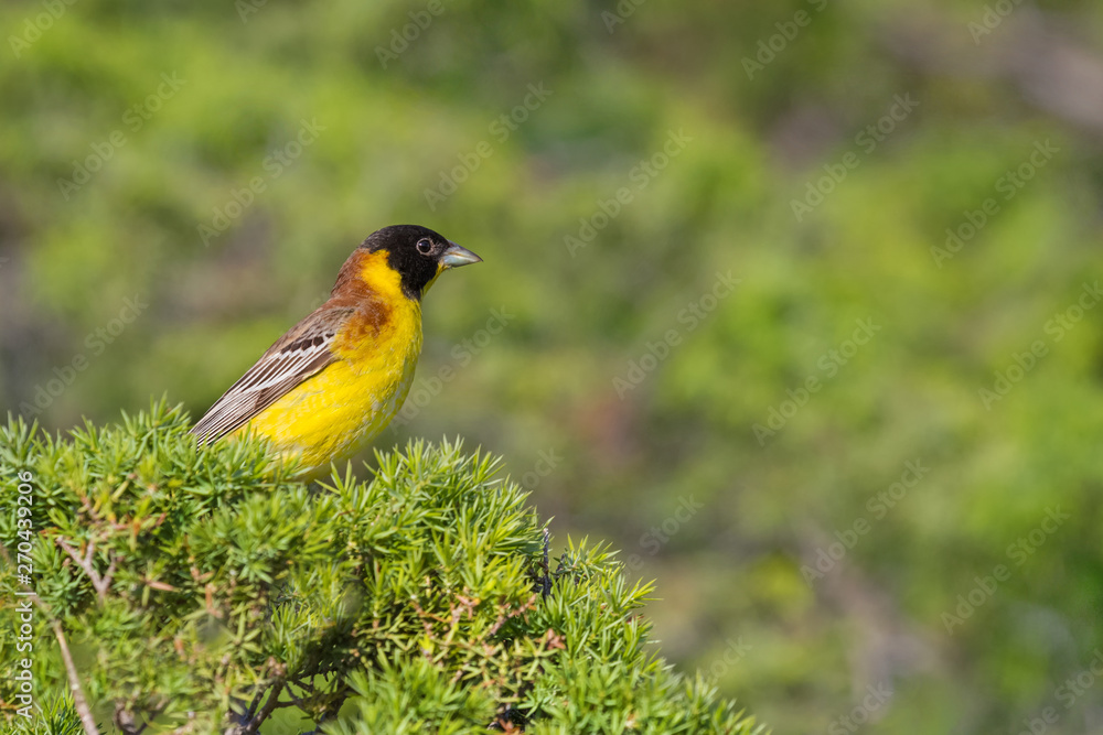 Naklejka premium Black headed Bunting (Emberiza melanocephala) sitting on bush with blurred background