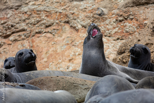elephant seals at Point Reyes 