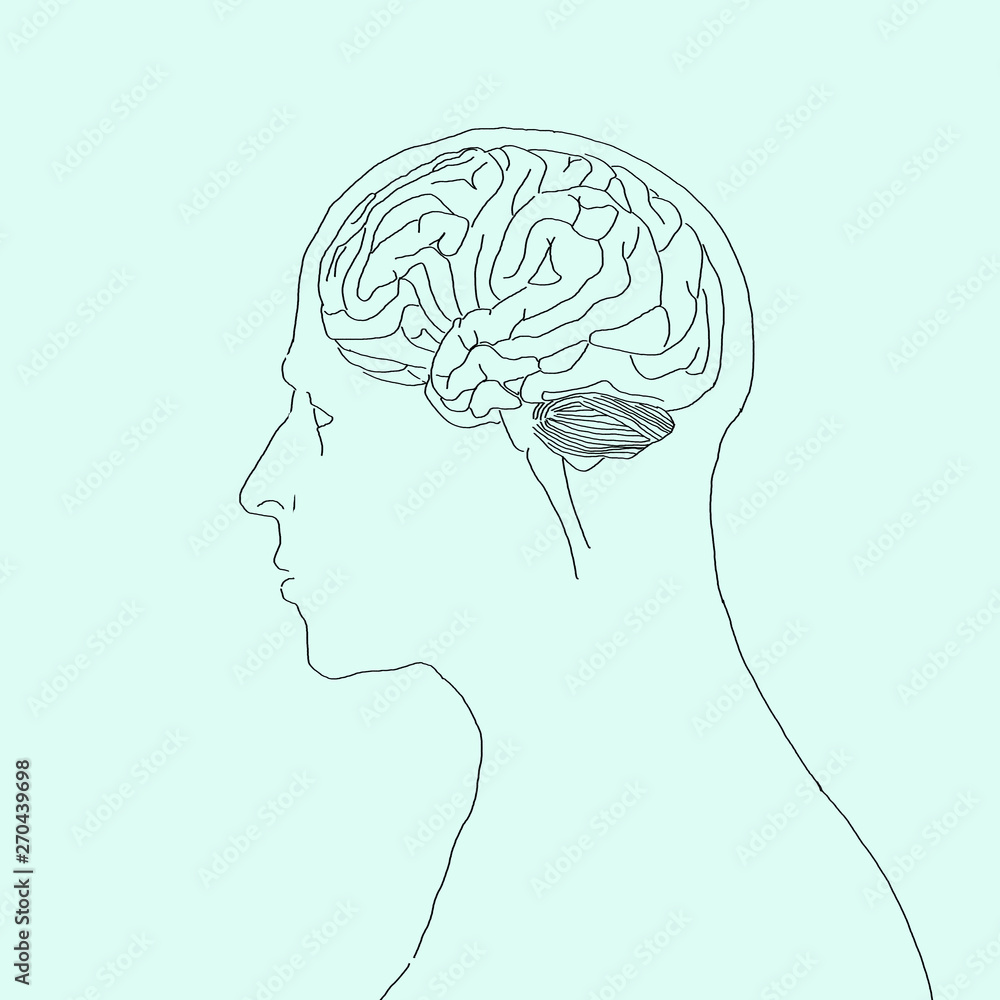HEAD ANATOMY SKETCH visual data 2