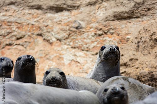elephant seals at Point Reyes 
