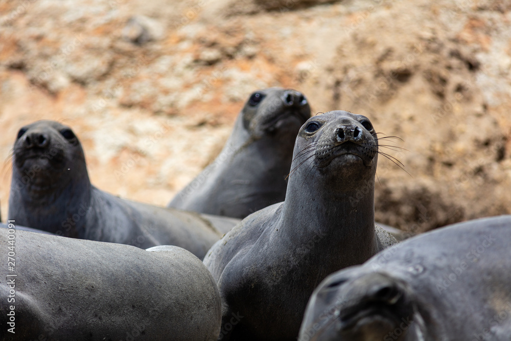 Fototapeta premium elephant seals at Point Reyes 