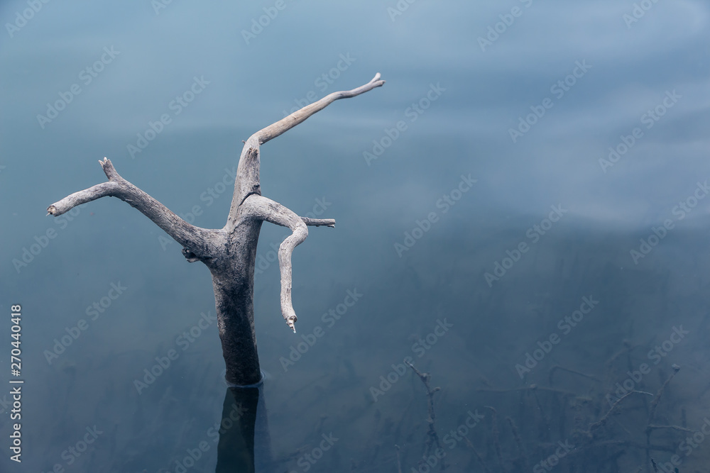 Artful Branches in Water Blue Water and Branches Beautiful branches Artful Branches in Water Blue Water and Branches Beautiful branches