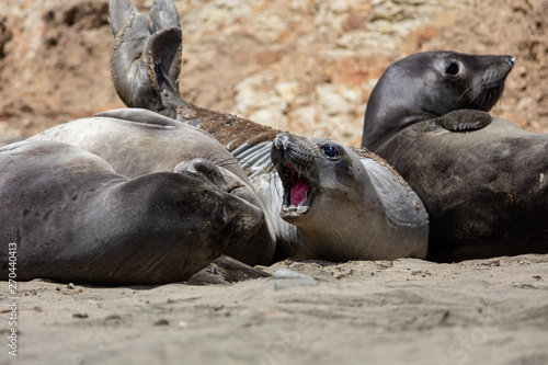elephant seals at Point Reyes 