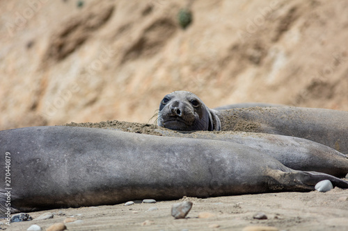 elephant seals at Point Reyes 