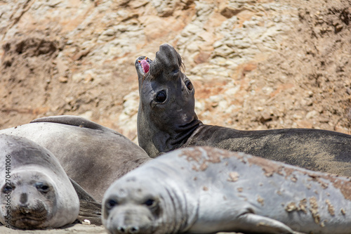 elephant seals at Point Reyes 
