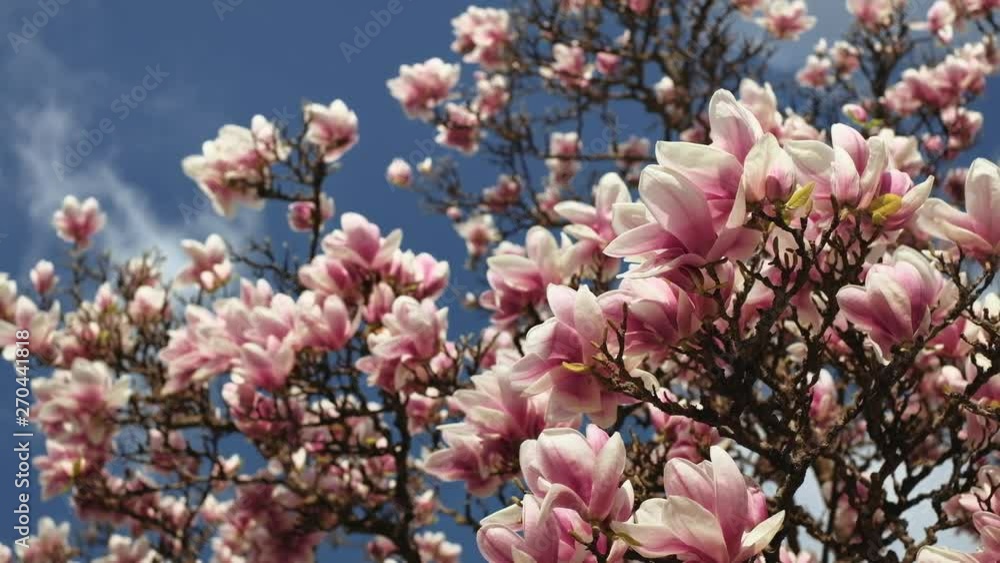 Close up of magnolia tree, view up to the sky. 4K resolution. Shallow depth of field. April 2019 Close up of magnolia tree, view up to the sky. 4K resolution. Shallow depth of field. April 2019