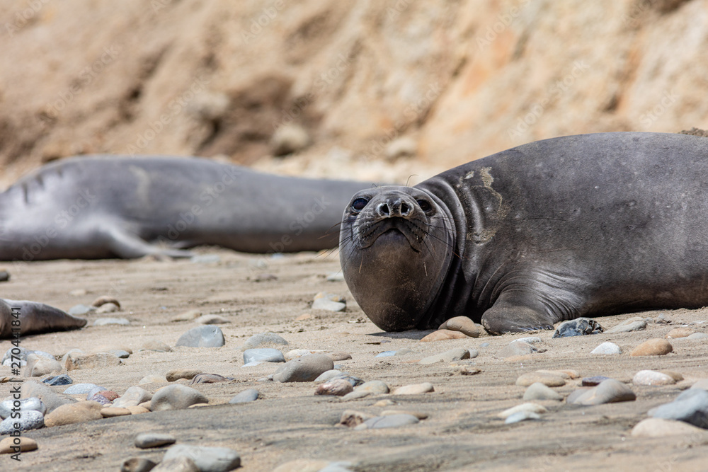 elephant seals at Point Reyes 
