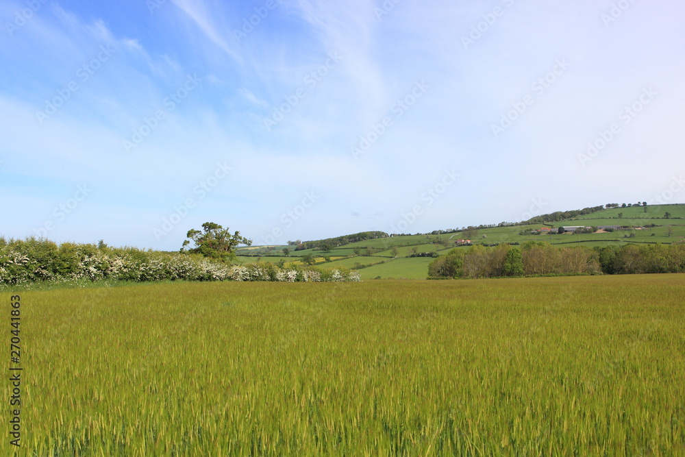 Barley fields and flowering hedgerows in a springtime landscape. JPG