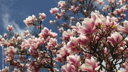 Close up of magnolia tree, view up to the sky. 4K resolution. Shallow depth of field.  April 2019