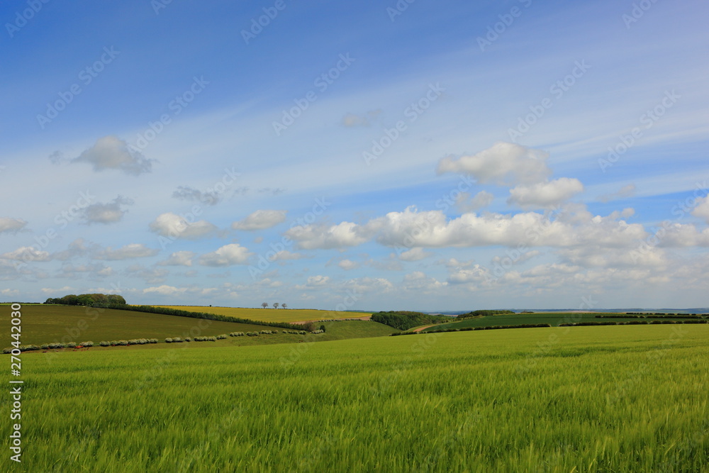 Green barley fields in a patchwork agricultural landscape in springtime