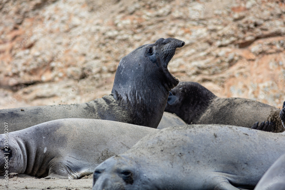 Fototapeta premium elephant seals at Point Reyes 