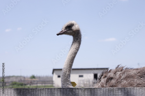 ostrich family behind fence ostrich farm