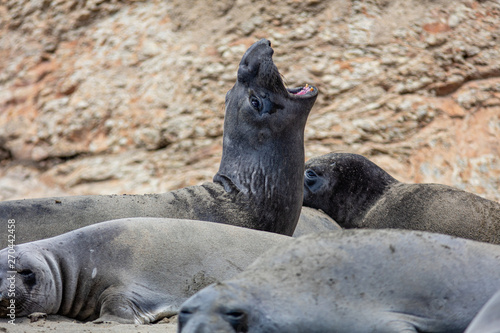elephant seals at Point Reyes 