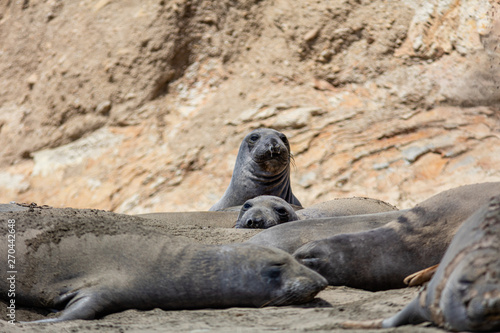 elephant seals on beach at Point Reyes