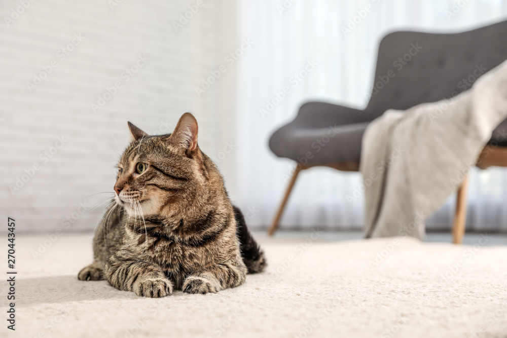 Tabby cat on floor in living room - obrazy, fototapety, plakaty 