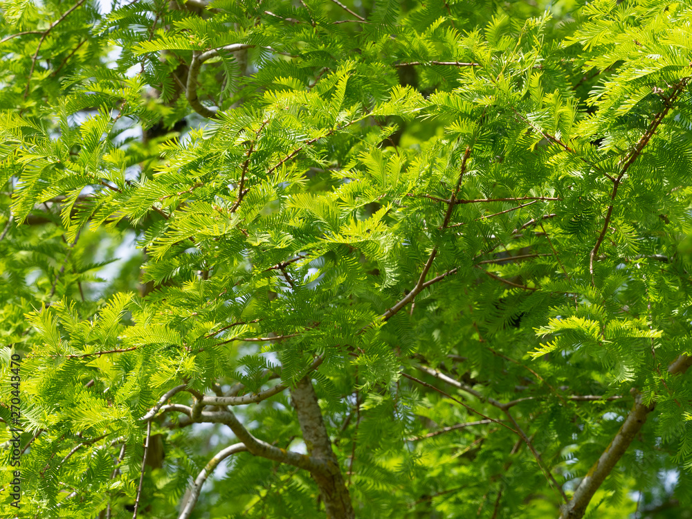 Fototapeta premium (Metasequoia glyptostroboides) Feuillage linéaires, oposées, souples et vertes du Grand sapin d'eau - mélèze d'eau - métaséquoïa de Chine