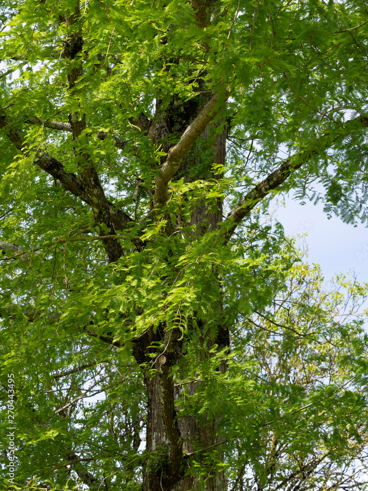 Fototapeta premium (Metasequoia glyptostroboides) Feuillage linéaires, oposées, souples et vertes du Grand sapin d'eau - mélèze d'eau - métaséquoïa de Chine