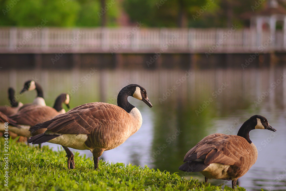 canada goose on grass overlooking a lake canada goose on grass overlooking a lake
