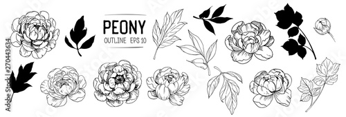 Set of peonies outlines with leaves. Floral elements for design. Vector. Isolated photo
