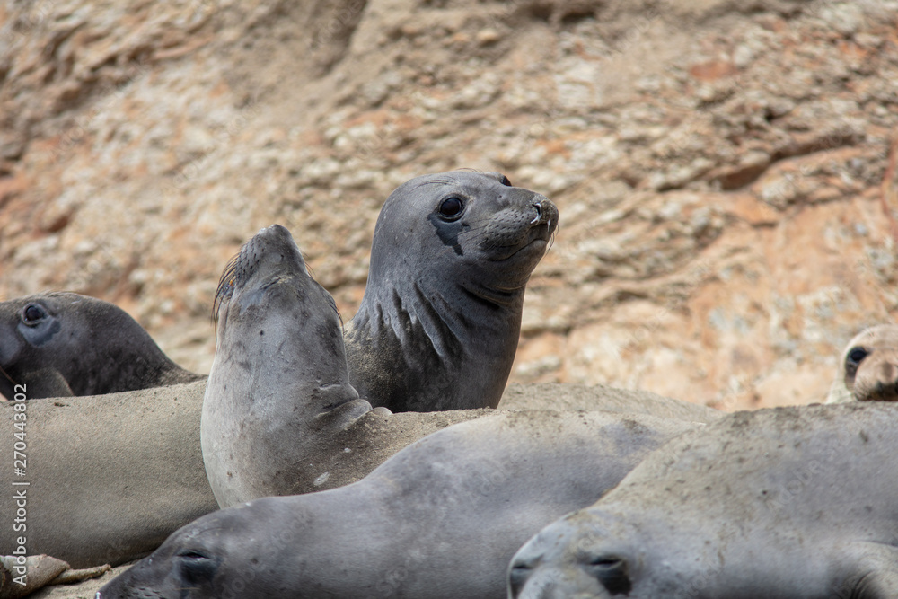Fototapeta premium elephant seals on beach at Point Reyes