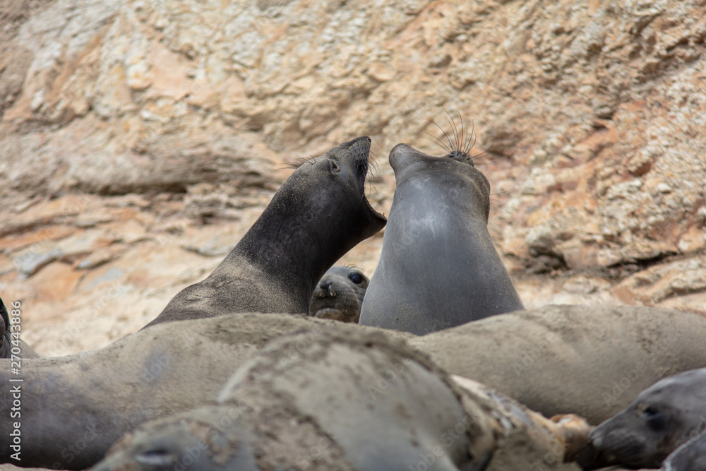 Fototapeta premium elephant seals on beach at Point Reyes