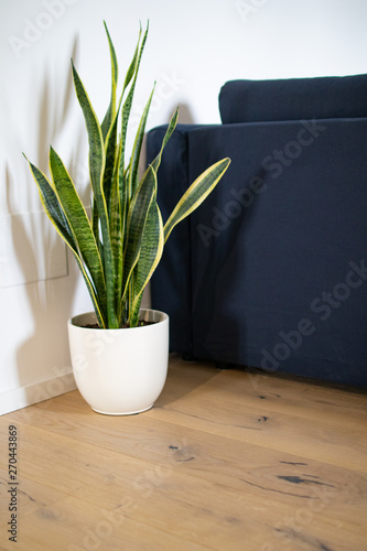 Succulent plant in white pot in the apartment with parquet for interior decoration. Furnishings with exotic plants like palms and succulents