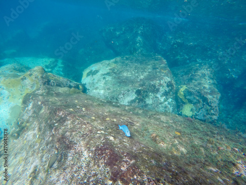Underwater Carribean Landscape