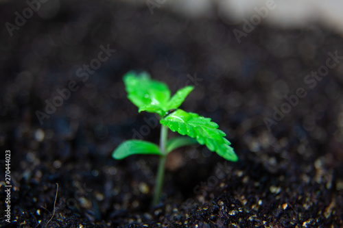 Medical Marijuana Seedling Plant, Growing CBD Canabis Plant