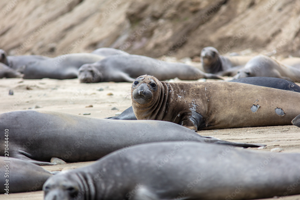Fototapeta premium elephant seals on beach at Point Reyes