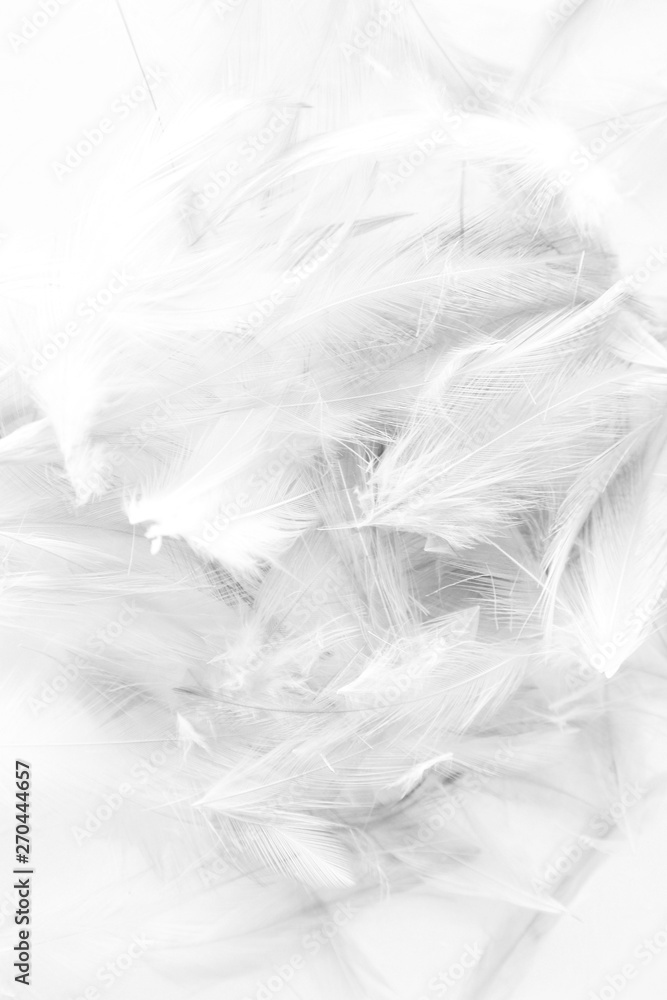 Beautiful abstract colorful white and black light feathers wall pattern textures background and wallpaper art Beautiful abstract colorful white and black light feathers wall pattern textures background and wallpaper art