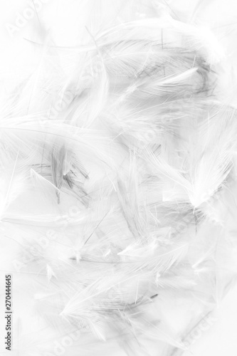 Beautiful abstract colorful white and black light feathers wall pattern textures background and wallpaper art