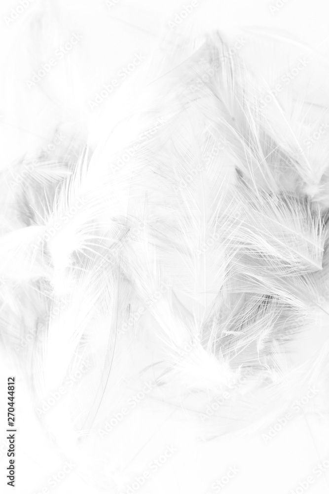 Beautiful abstract colorful white and black light feathers wall pattern textures background and wallpaper art Beautiful abstract colorful white and black light feathers wall pattern textures background and wallpaper art