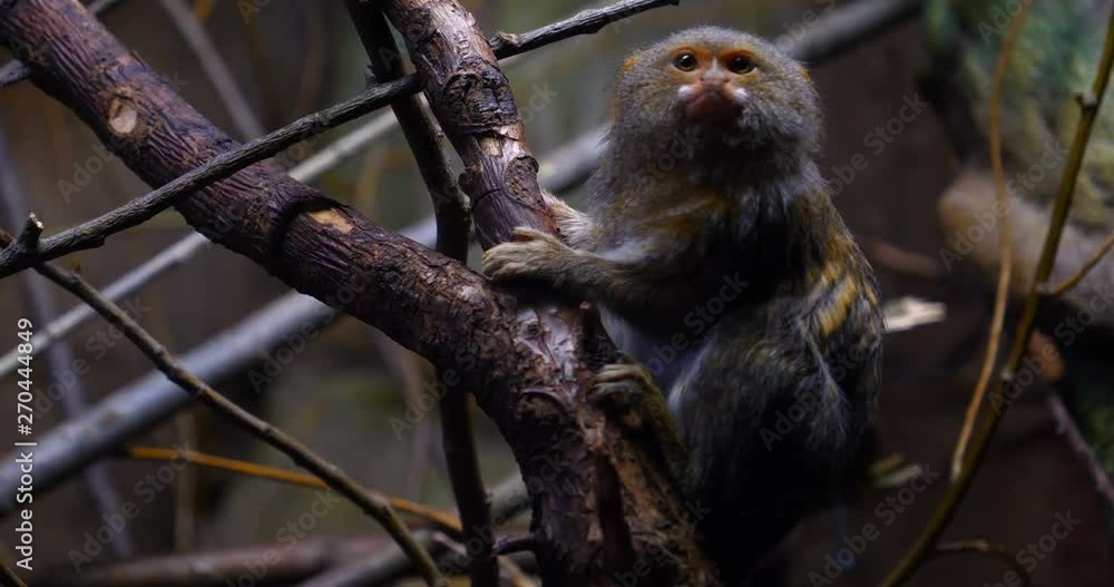 A wild family of monkeys sitting close together on a tree in the jungle on a summer day. Concept of: Wild monkeys, Wood, Family, Exotic, Small, Slow Motion, Favi, Dwarf monkey. A wild family of monkeys sitting close together on a tree in the jungle on a summer day. Concept of: Wild monkeys, Wood, Family, Exotic, Small, Slow Motion, Favi, Dwarf monkey.
