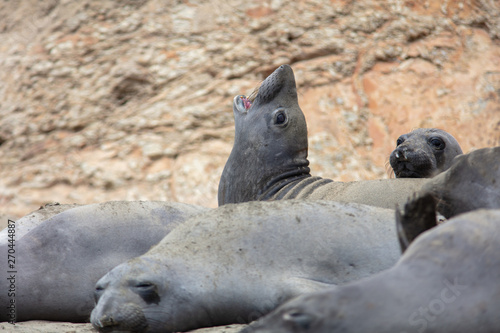 elephant seals on beach at Point Reyes