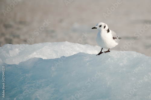 A juvenile kittiwake (rissa tridactyla) stands on ice in northern arctic sea